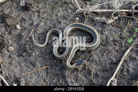 Ebenen Gartersnake (Thamnophis Radix) von Jefferson County, Colorado, USA. Stockfoto