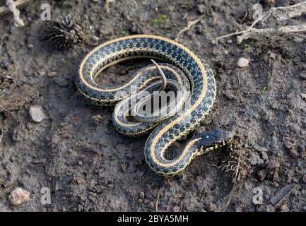 Ebenen Gartersnake (Thamnophis Radix) von Jefferson County, Colorado, USA. Stockfoto