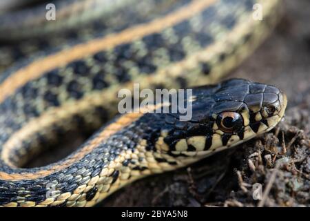 Ebenen Gartersnake (Thamnophis Radix) von Jefferson County, Colorado, USA. Stockfoto