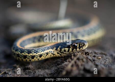 Ebenen Gartersnake (Thamnophis Radix) von Jefferson County, Colorado, USA. Stockfoto