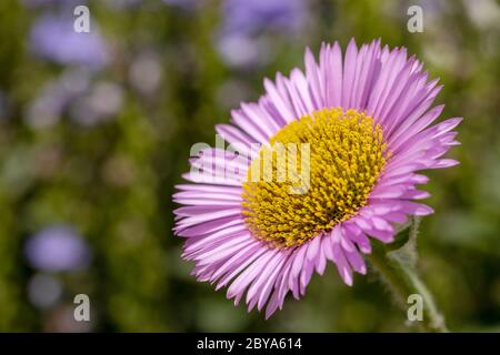 Fliederblüten und leuchtend goldgelbe Blüten einer Küste oder Strand Aster. Konzentrieren Sie sich auf die zentrale Staubgefäße mit Bokeh Hintergrund von Grün und Blau Farben. Stockfoto