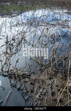 Eine Jugendliche Plains Gartenschlange (Thamnophis radix), die Kaulquappen in einem trocknenden Viehteich in Jefferson County, Colorado, USA, jagt. Stockfoto