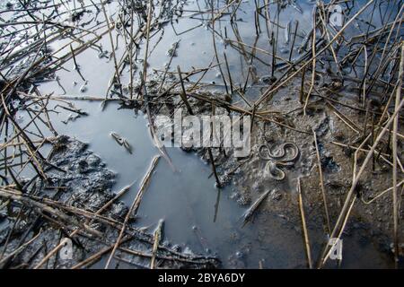 Eine Jugendliche Plains Gartenschlange (Thamnophis radix), die Kaulquappen in einem trocknenden Viehteich in Jefferson County, Colorado, USA, jagt. Stockfoto