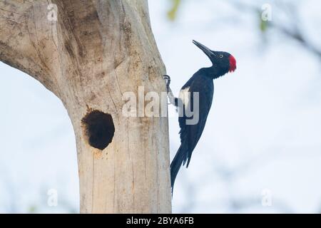 Der Weißbauchspecht oder große Schwarzspecht (Dryocopus javensis) im Bandipur Nationalpark in Karnataka, Indien, Asien. Stockfoto