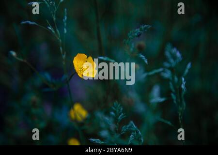 Gelbe Blume Butterblume. Grüner natürlicher Hintergrund. Weichzeichnen, selektiver Fokus. Für Text platzieren. Sommerblume. Stockfoto