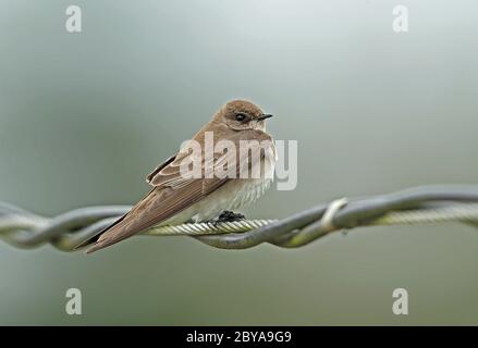 Nördliche raue Flügelschwalbe (Stelgidopteryx serripennis) Erwachsener auf Draht See Yojoa, Honduras Februar 2016 Stockfoto