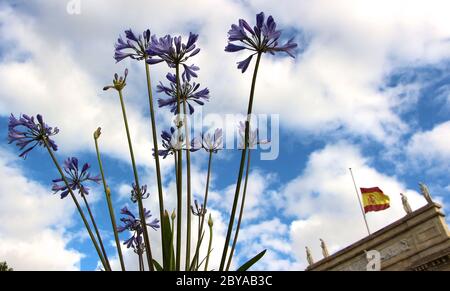 Agapanthus africanus blüht in der Nähe des ursprünglichen Hauptgebäudes der Santander Bank (Banco de Santander), der spanischen Nationalflagge am halben Mast Spaniens Stockfoto