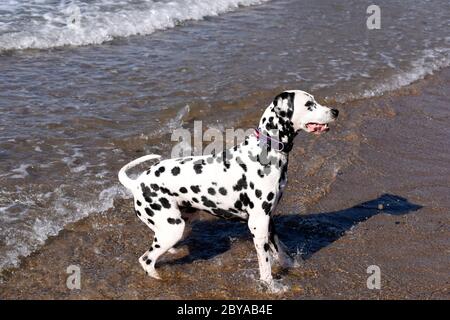 Dalmation spotty Hund laufen, springen und stehen im Meer, Sandstrand, Wellen, England, Großbritannien Stockfoto