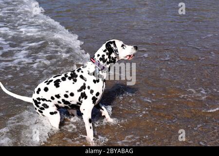 Dalmation spotty Hund laufen, springen und stehen im Meer, Sandstrand, Wellen, England, Großbritannien Stockfoto