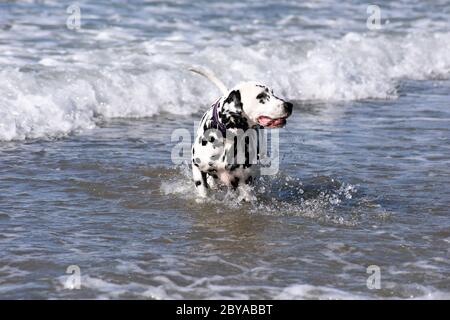 Dalmation spotty Hund laufen, springen und stehen im Meer, Sandstrand, Wellen, England, Großbritannien Stockfoto