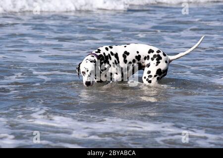 Dalmation spotty Hund laufen, springen und stehen im Meer, Sandstrand, Wellen, England, Großbritannien Stockfoto