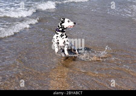 Dalmation spotty Hund laufen, springen und stehen im Meer, Sandstrand, Wellen, England, Großbritannien Stockfoto