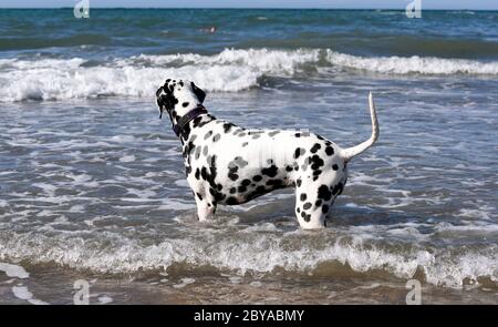 Dalmation spotty Hund laufen, springen und stehen im Meer, Sandstrand, Wellen, England, Großbritannien Stockfoto