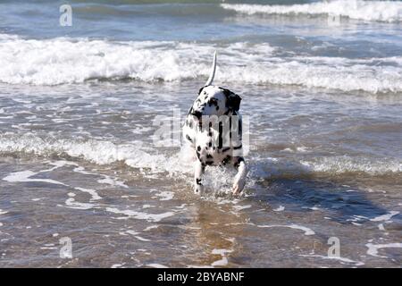 Dalmation spotty Hund laufen, springen und stehen im Meer, Sandstrand, Wellen, England, Großbritannien Stockfoto