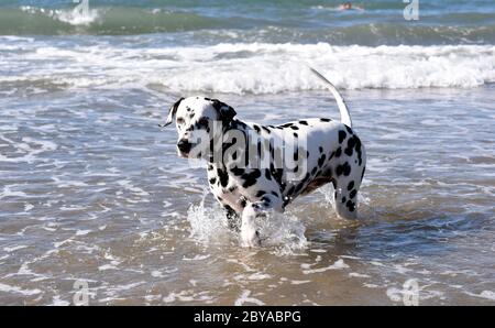 Dalmation spotty Hund laufen, springen und stehen im Meer, Sandstrand, Wellen, England, Großbritannien Stockfoto