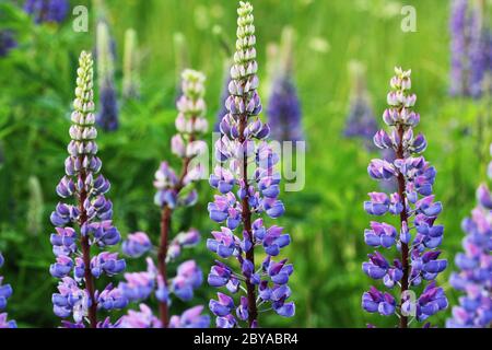 Lupinus, Lupine, Lupine Feld mit blauen Blüten. Bündel von Lupinen Sommer Blume Hintergrund Stockfoto