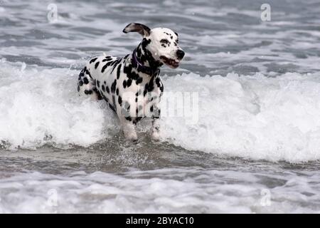 Dalmation spotty Hund laufen, springen und stehen im Meer, Sandstrand, Wellen, England, Großbritannien Stockfoto