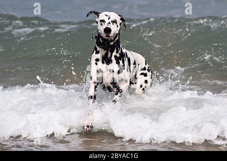 Dalmation spotty Hund laufen, springen und stehen im Meer, Sandstrand, Wellen, England, Großbritannien Stockfoto