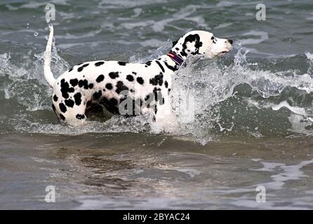 Dalmation spotty Hund laufen, springen und stehen im Meer, Sandstrand, Wellen, England, Großbritannien Stockfoto