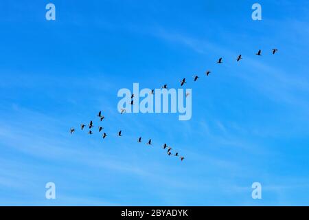 V-Formation von Kormoran-Vögeln - latein Phalacrocorax carbo - auch bekannt als schwarzer Shag, großer schwarzer oder großer Kormoran während der Frühjahrssaison migra Stockfoto