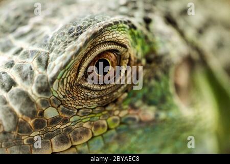 Ein Makro eine fantastische grüne Leguan-Auge Stockfoto