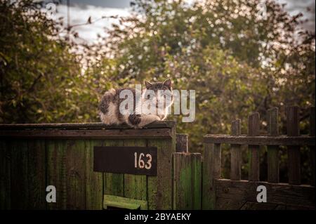 Große weiße und graue Katze sitzt auf einem Holzzaun eines ländlichen Hauses auf dem Hintergrund eines großen Baumes Stockfoto