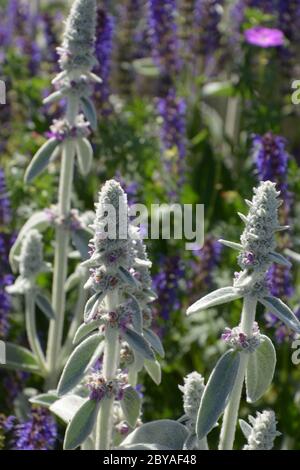 woolly hedgenettle or lambs-ear flowers in june Stockfoto