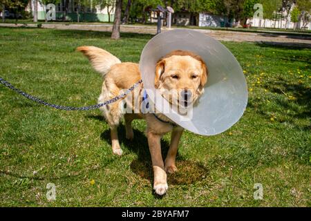 goldener Retriever mit Kegelkragen im Park Stockfoto