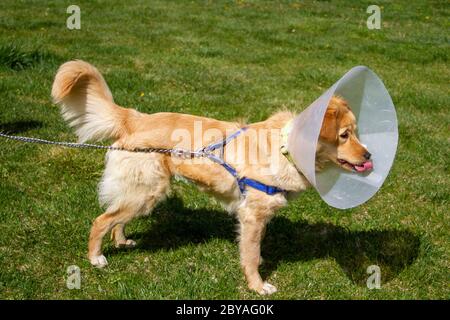 goldener Retriever mit Kegelkragen im Park Stockfoto