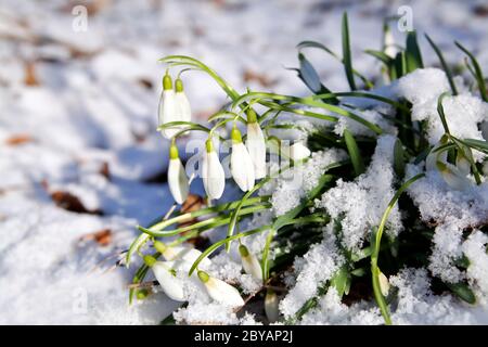 Schneeglöckchen Blumen im Schnee am frühen Frühling Stockfoto
