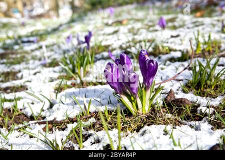 Schöne violette Krokus Blumen auf Schnee Stockfoto