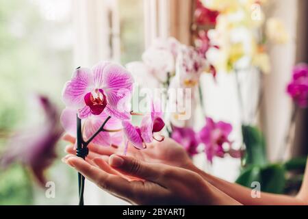 Frau, die Orchideen Blumen auf Fensterbank hält. Hausfrau kümmert sich um viele verschiedene Pflanzen zu Hause. Stockfoto