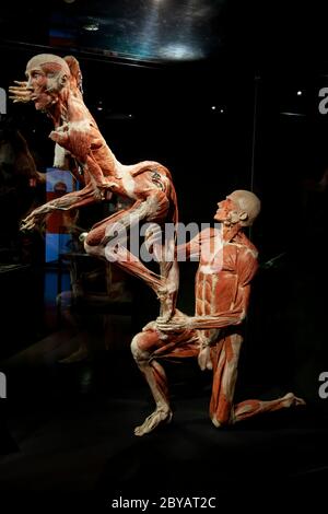 BODY WORLDS Amsterdam ist Teil einer Reihe von bedeutenden Ausstellungen von Dr. Gunther von Hagens. Stockfoto