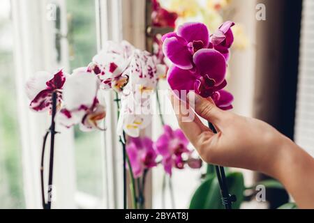 Frau, die Pretoria Orchideen auf der Fensterbank hält. Mädchen kümmert sich um viele verschiedene Pflanzen zu Hause. Stockfoto
