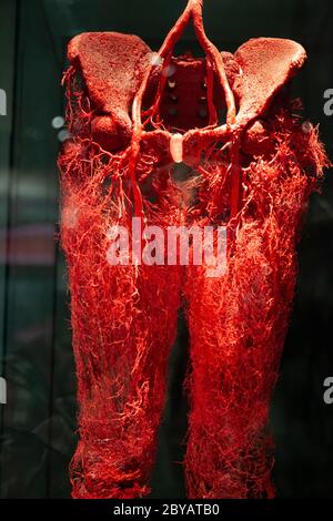 BODY WORLDS Amsterdam ist Teil einer Reihe von bedeutenden Ausstellungen von Dr. Gunther von Hagens. Stockfoto