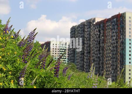 Blick auf die Wohngebäude vom Hügel, überwuchert mit Gras und wilden Lupinen-Blumen. Konzept der Ökologie in einer Stadt, Vorort-Bereich, Öko-Freund Stockfoto