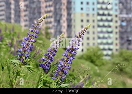 Blick auf die Wohngebäude vom Hügel, überwuchert mit Gras und wilden Lupinen-Blumen. Konzept der Ökologie in einer Stadt, Vorort-Bereich, Öko-Freund Stockfoto