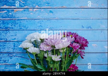 Bund von violetten und weißen Dahlia Blumen vor blauem Holzhintergrund mit Kopierraum Stockfoto