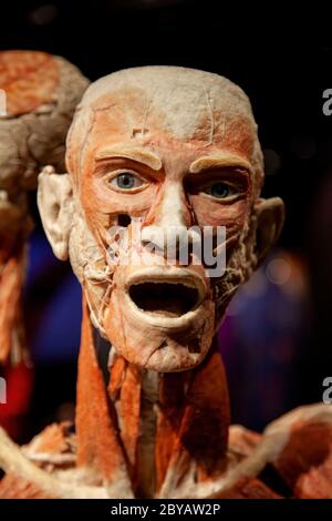 BODY WORLDS Amsterdam ist Teil einer Reihe von bedeutenden Ausstellungen von Dr. Gunther von Hagens. Stockfoto