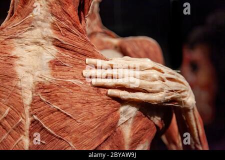 BODY WORLDS Amsterdam ist Teil einer Reihe von bedeutenden Ausstellungen von Dr. Gunther von Hagens. Stockfoto