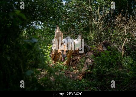 Elsässer klettern über gefallene Bäume im Wald Stockfoto