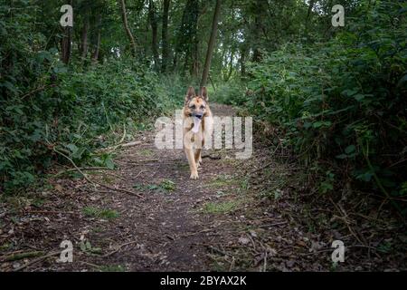 Elsässer, der auf einem Waldweg läuft Stockfoto