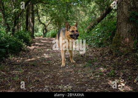 Deutscher Schäferhund im Wald stehend Stockfoto