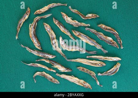 Salzige Vorspeise, Schule von Stockfisch auf grünem Hintergrund. Eine Herde getrockneter roch auf einem Tisch mit Smaragdtuch. Stockfoto