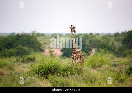 Giraffen stehen zwischen Busch und Bäumen in der Savanne Kenias Stockfoto