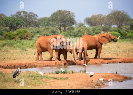 Eine Elefantenfamilie trinkt Wasser aus dem Wasserloch Stockfoto