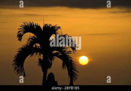 Person, die unter einer Palme steht, die gegen die untergehende Sonne steht, Raum für Kopie. Stockfoto