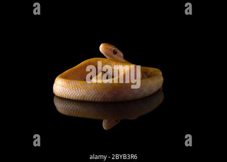 Schönheit Ratte Schlange Albino isoliert auf schwarzem Hintergrund Stockfoto