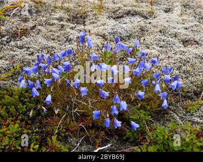 Gruppe von violetten Harebell-Blüten im Skaftafell Nationalpark, Island Stockfoto