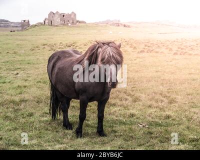 Islandpferd, das mitten auf der Wiese steht. Stockfoto